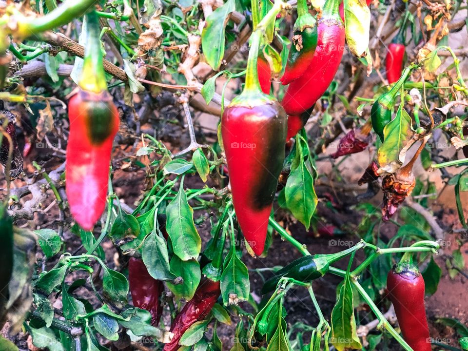 Chile chilli pepper plant bush