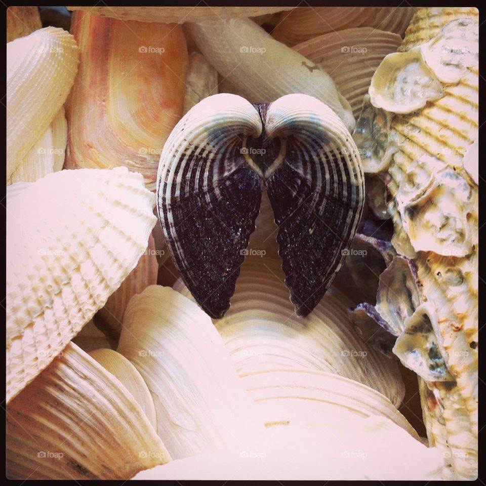 Heart shell