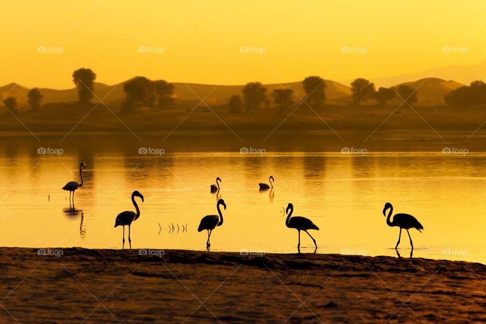 Great flamingos at sunrise by the lake