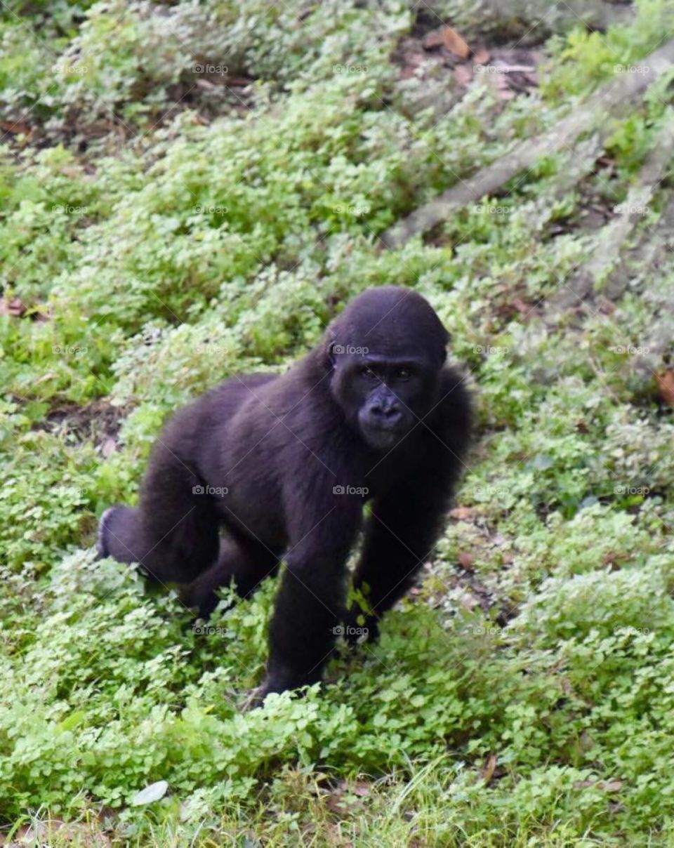 Baby Gorilla 🦍 