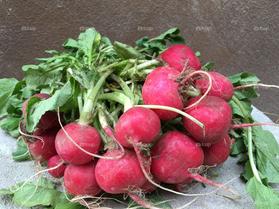 Bunch of radishes