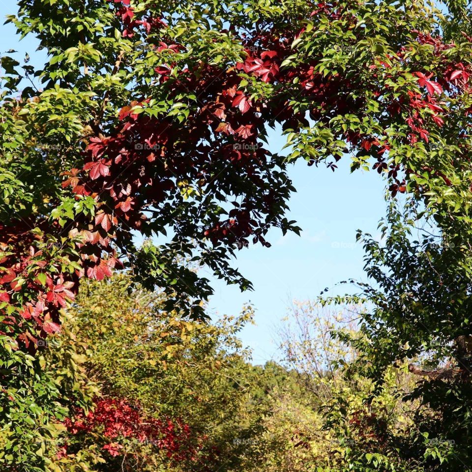 red leaves with green leaves