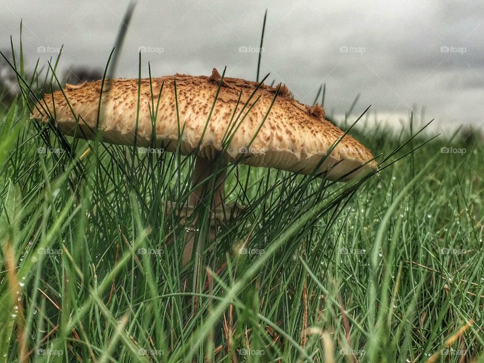 Mushroom on a moody morning