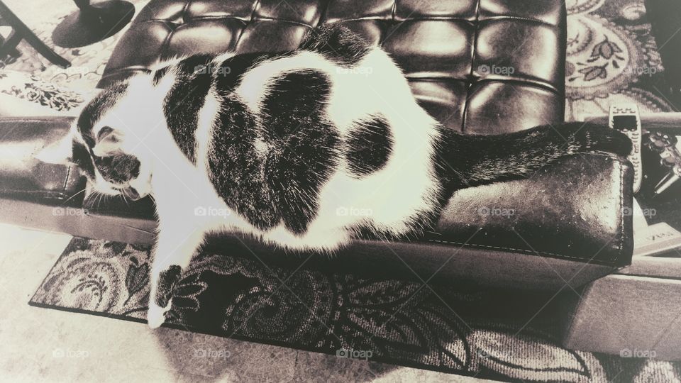 Sweet feline companion 3