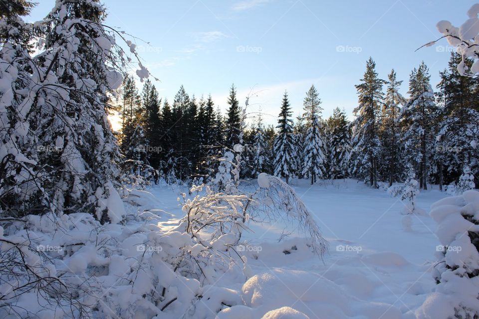 Norwegian winter