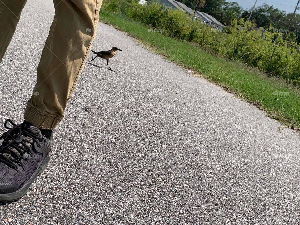 Funny Little Brown Bird Sneaking Out Behind The Boy Like It Has Never Been seen In The City Walking Trail, LOL!