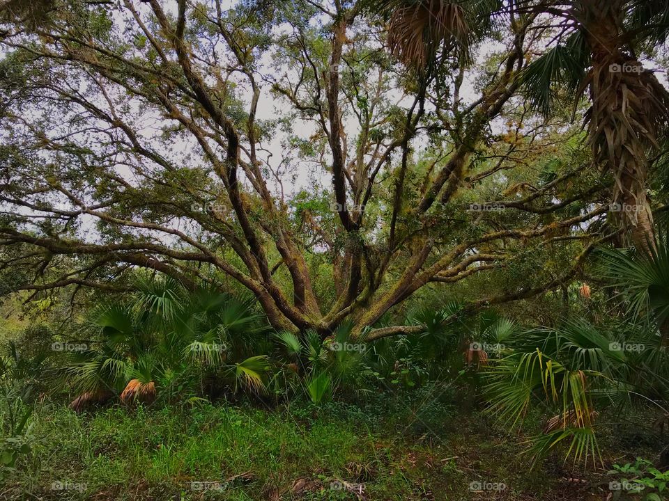 Majestic Oak Tree towering above the tropical countryside.