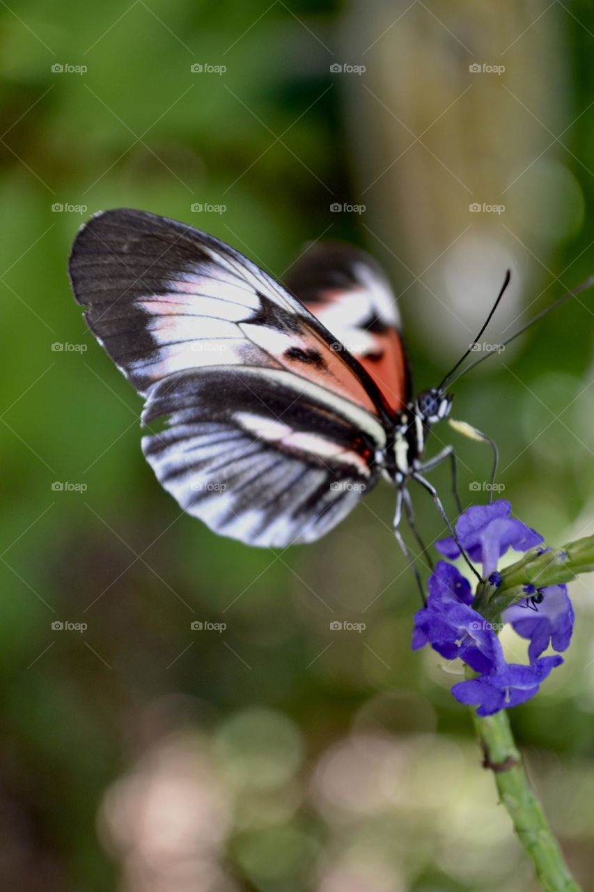 Butterflies in Spring 