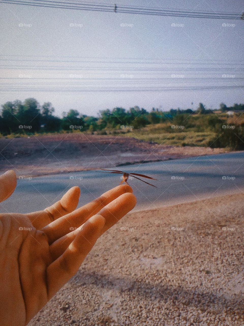 A dragonfly lands on my finger.
