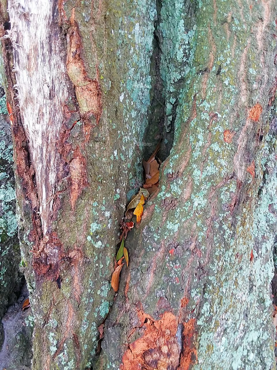 Slit in an old tree trunk