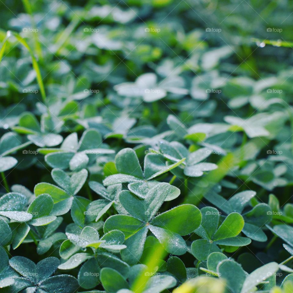 Shades of green. A field of green clovers dusted with dewdrops.