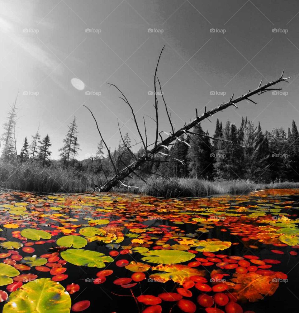Lily pads in the fall. the photo was taken in September 2014 in Michigamme, MI on Lake Bass. 