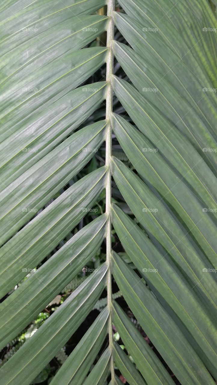 Green exotic leaf