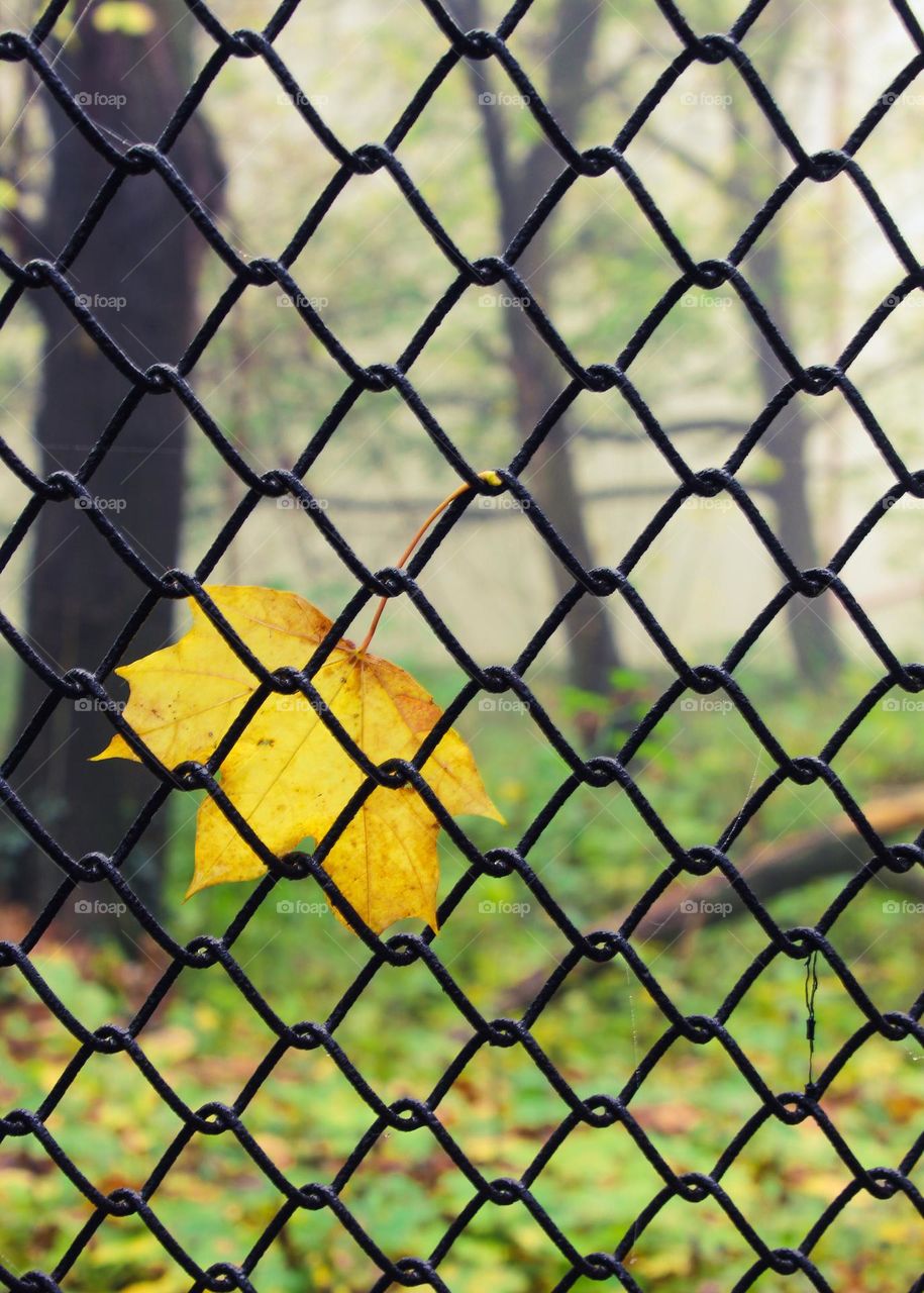 A yellow fallen leaf  stuck  in a steel fence. autumn landscape