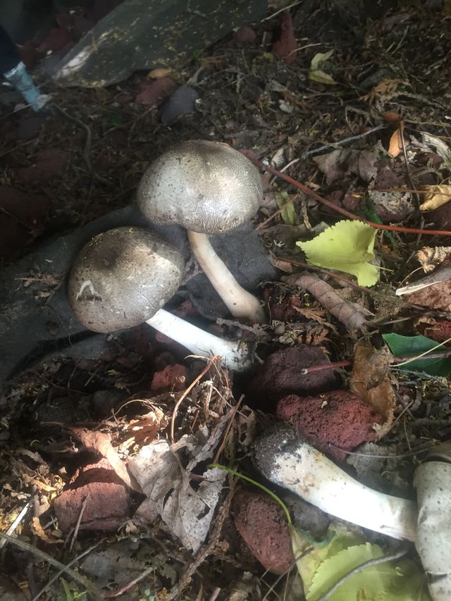Mushrooms