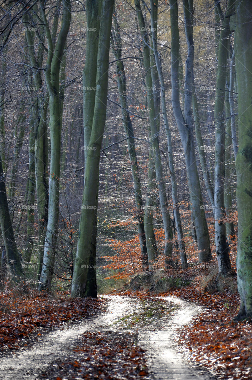 Footpath passing through trees in autumn