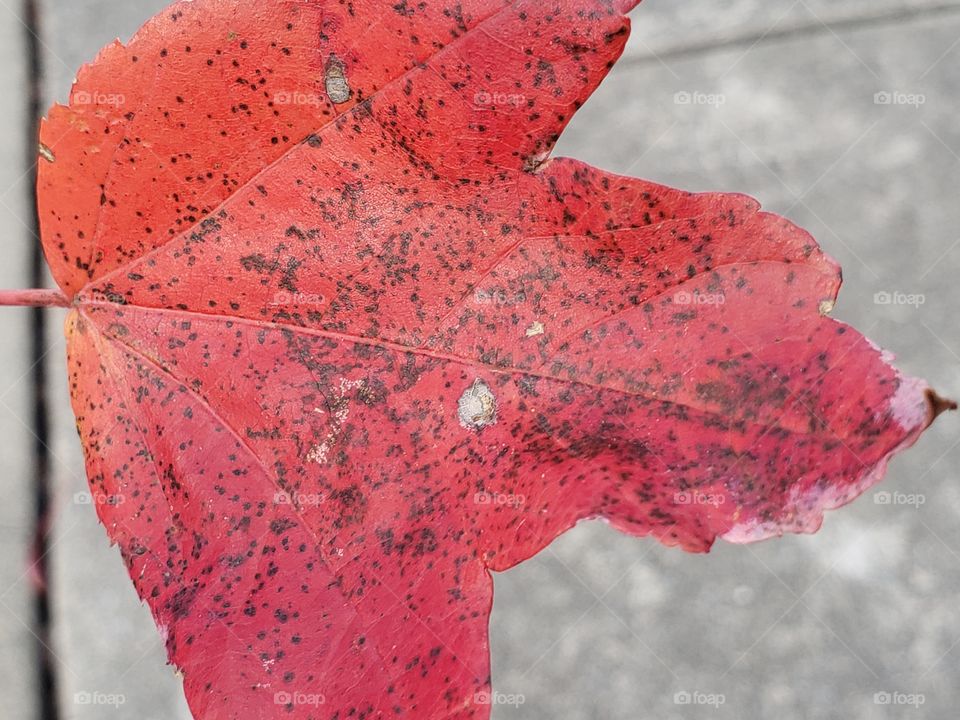 A close up of the resiliency of the red maple leaf
