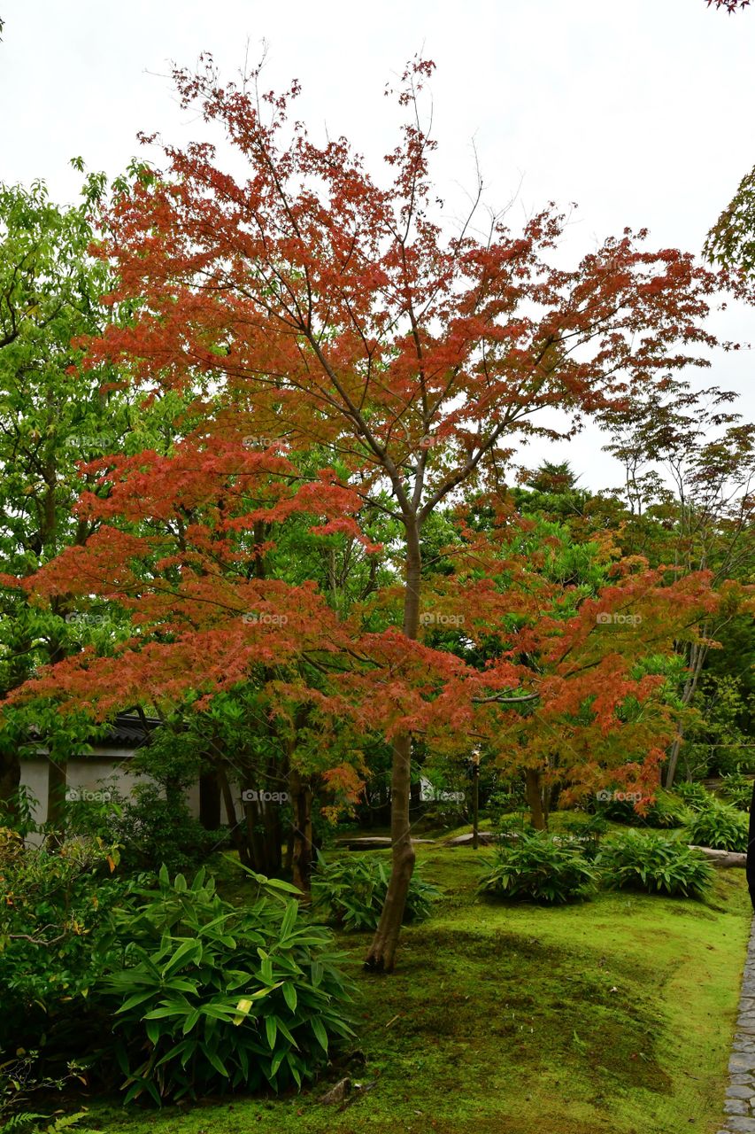 Fall Japanese maple tree