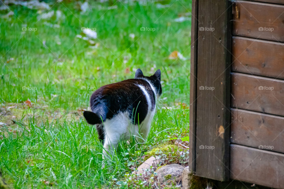 Animel cat backside outdoors
