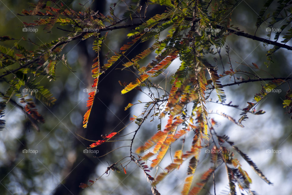 The leaves reminded me of the colour of Christmas - red, orange, yellow - spreading goodwill and cheer around.