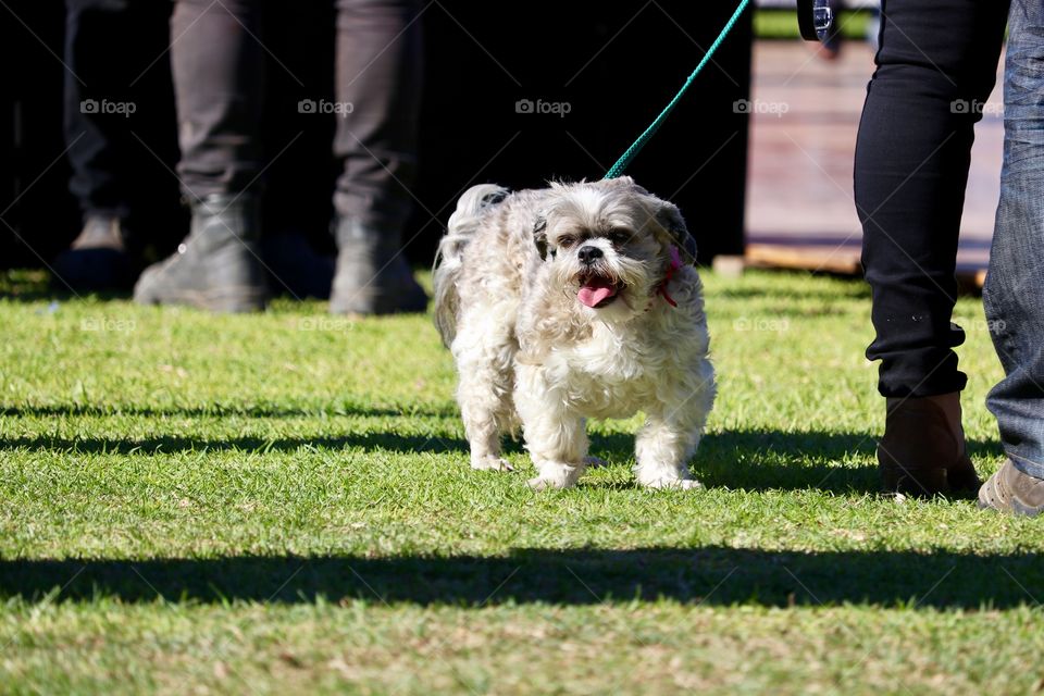 Schnauzer dog on leash on grass outdoor festival 