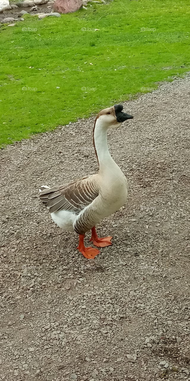 a side view of a goose