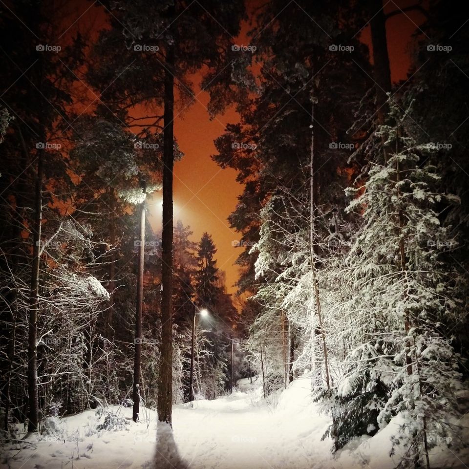 View of tree in forest during winter at night