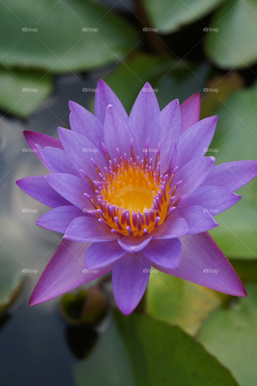 Lotus