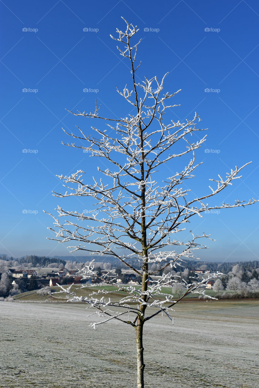 white winter tree in a beautiful landscape with blue sky
