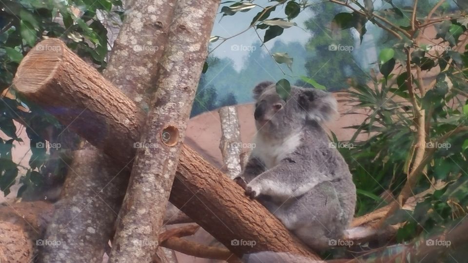 koala zoo parc de beauval