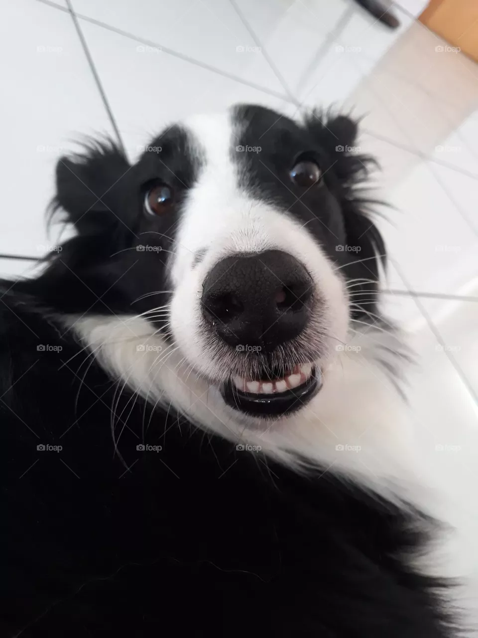Cachorro