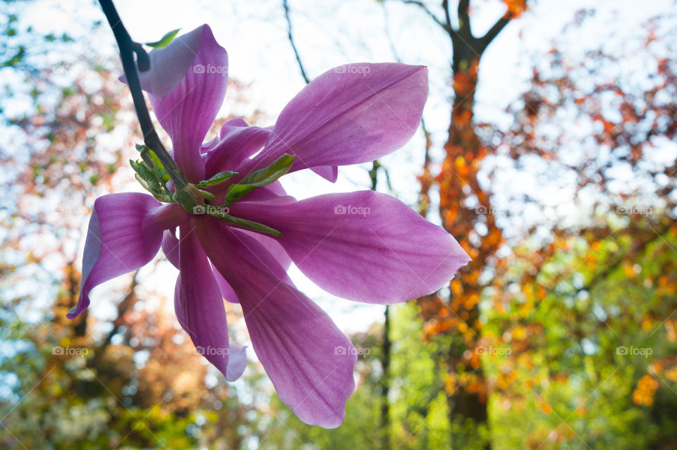 Magnolia Flower