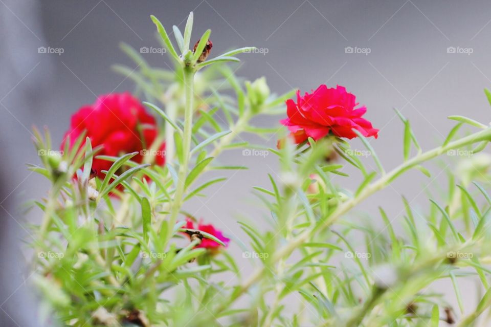 Red flowers in Asian