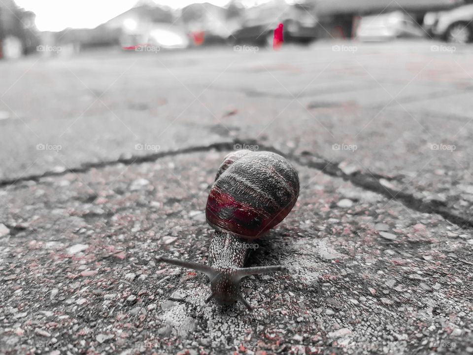 Snail in Red