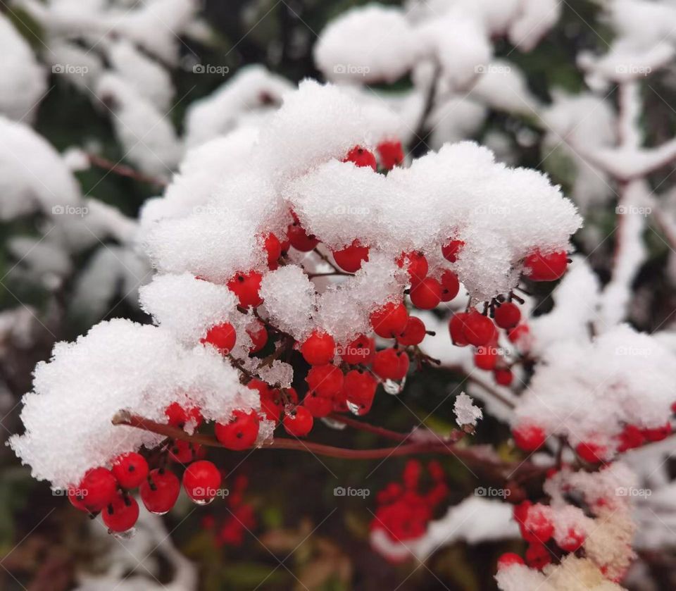 Red and white in the winter 