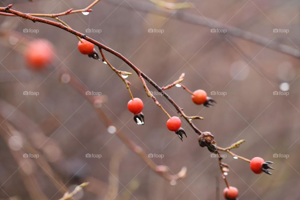 Raindrops on a dry plant in wintertime 