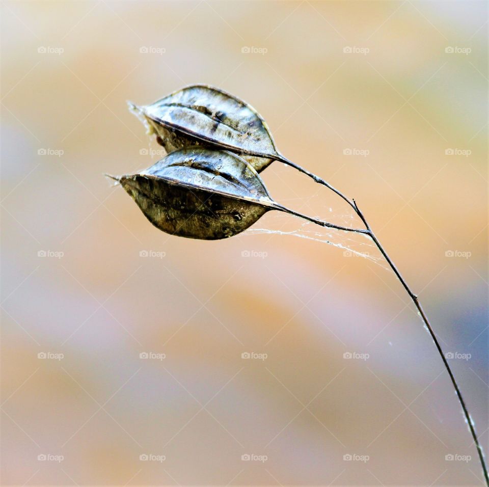 twins.  two weathered pods side by side on a stripped branch.