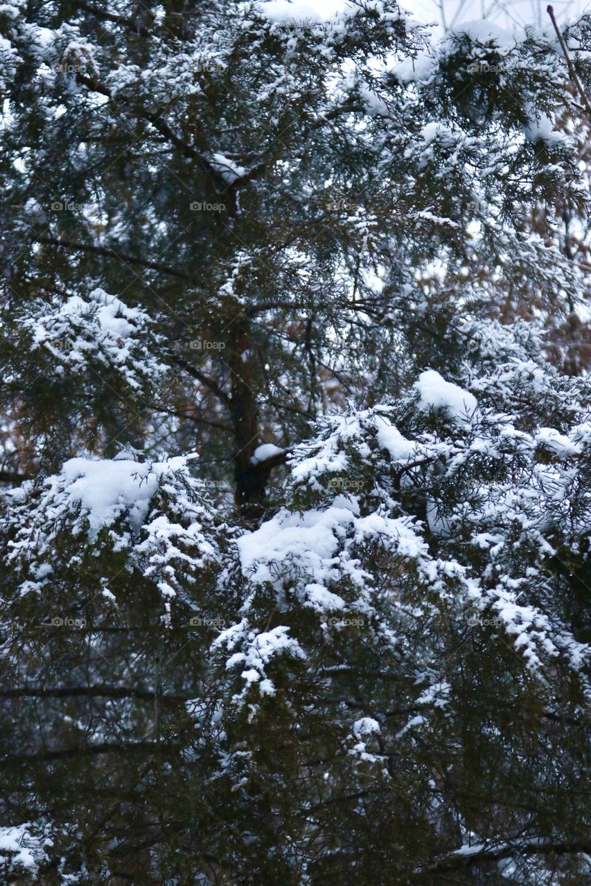Am evergreen trees covered in freshly fallen snow.