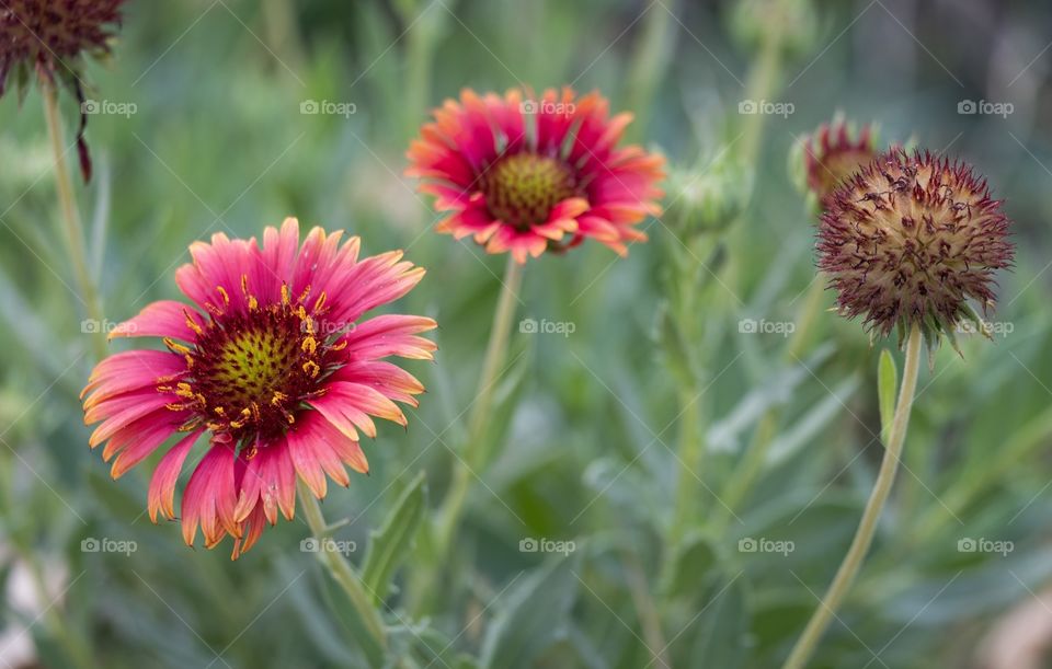 Beautiful flowers in my garden