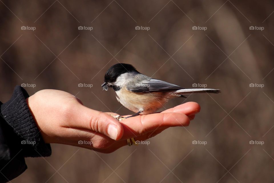 Chickadee on a human's palm