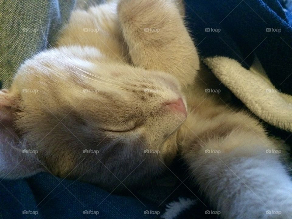 Sleeping cat
