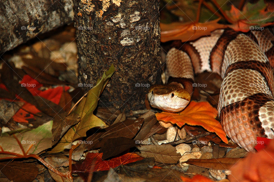 Rattle Snake, Central Florida Zoo, Sanford, Florida
