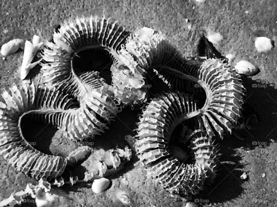 Unusual washed up ocean shells and animals in black and white with textures and interesting forms