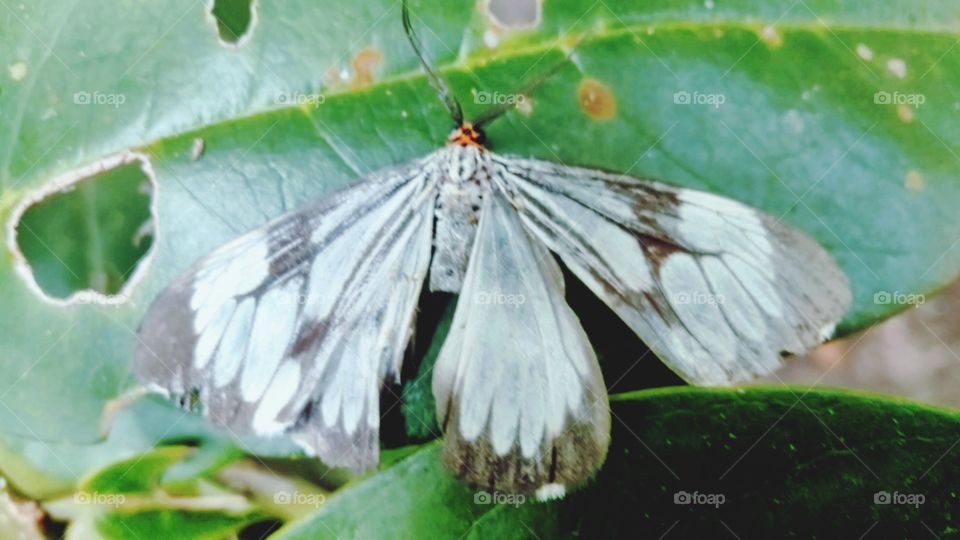 White marble moth butterfly