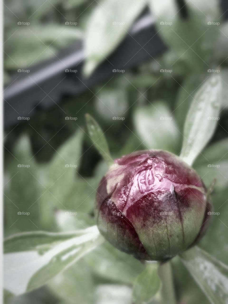 Peony bud.