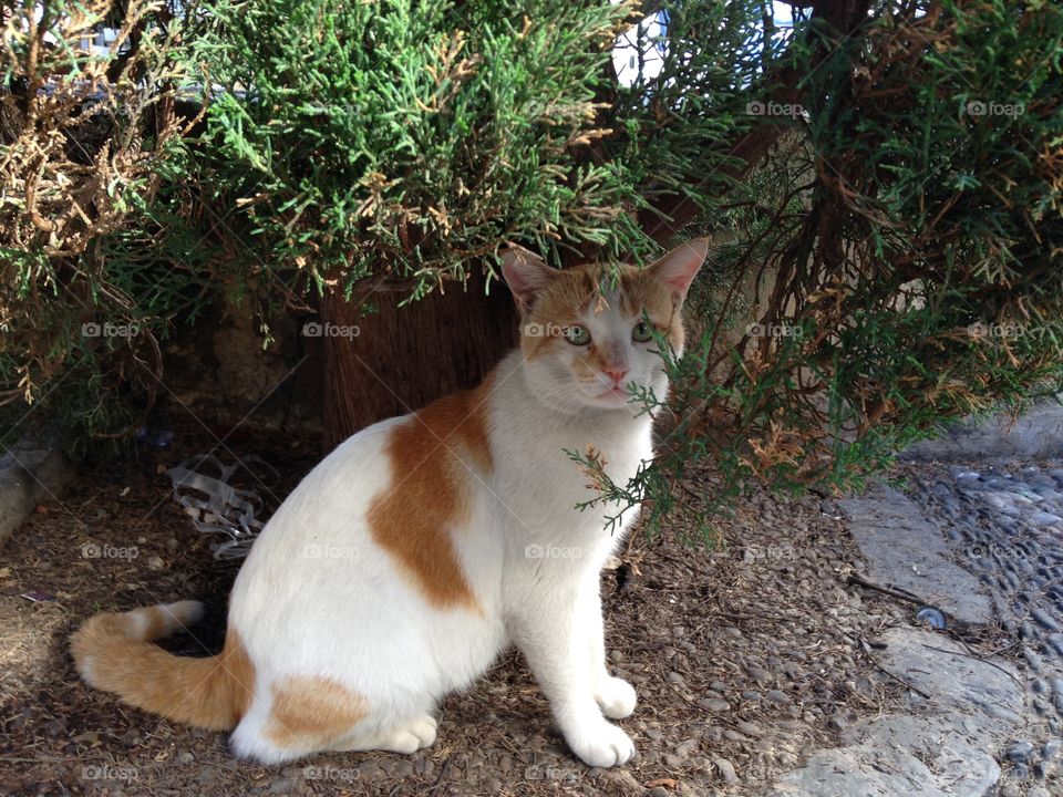 Cat, Cute, No Person, Mammal, Portrait