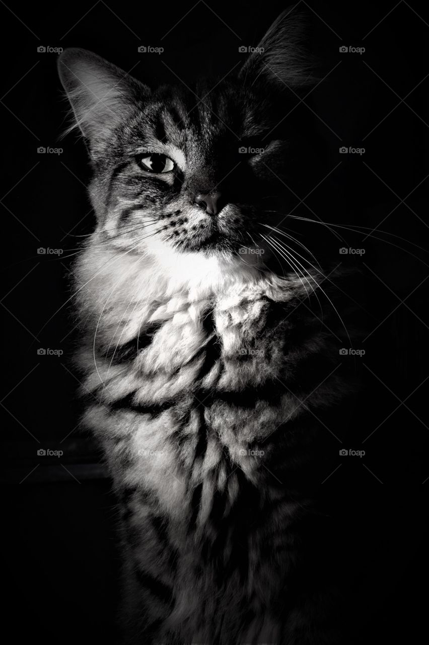 Black and white low key portrait from a sitting tabby cat with strong look in his eyes