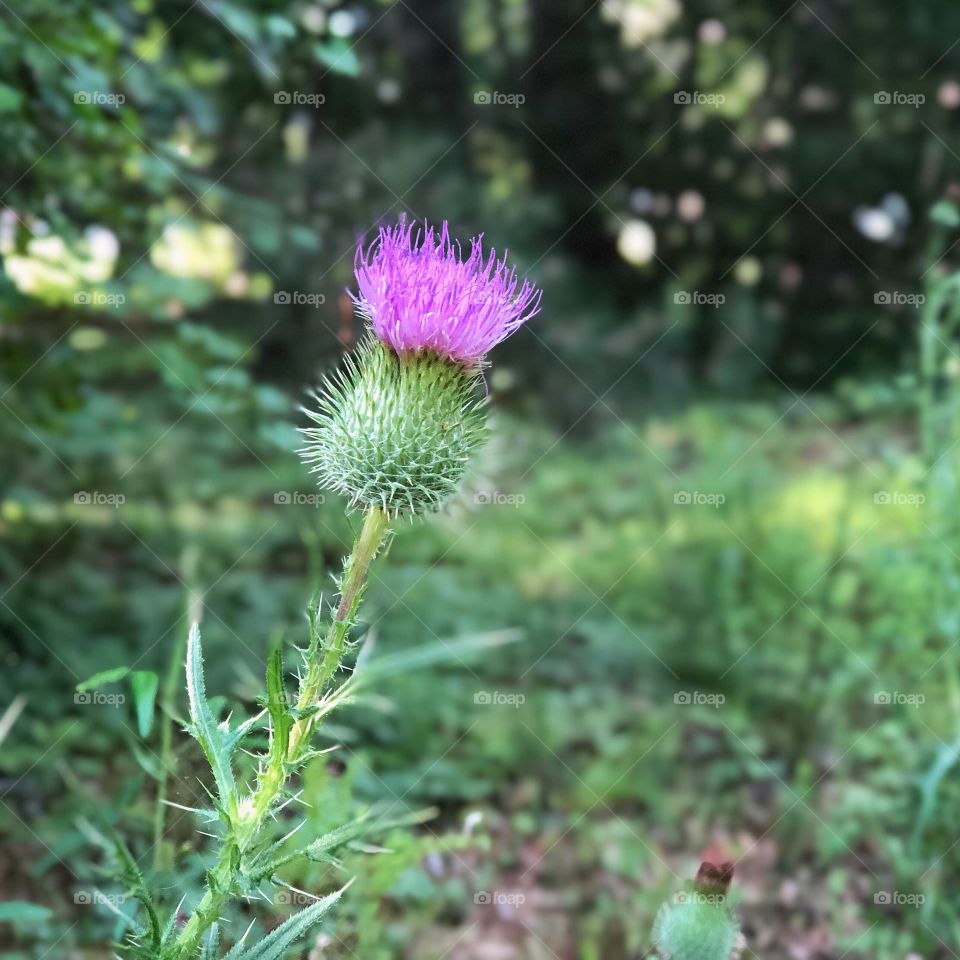 Thistle Flower