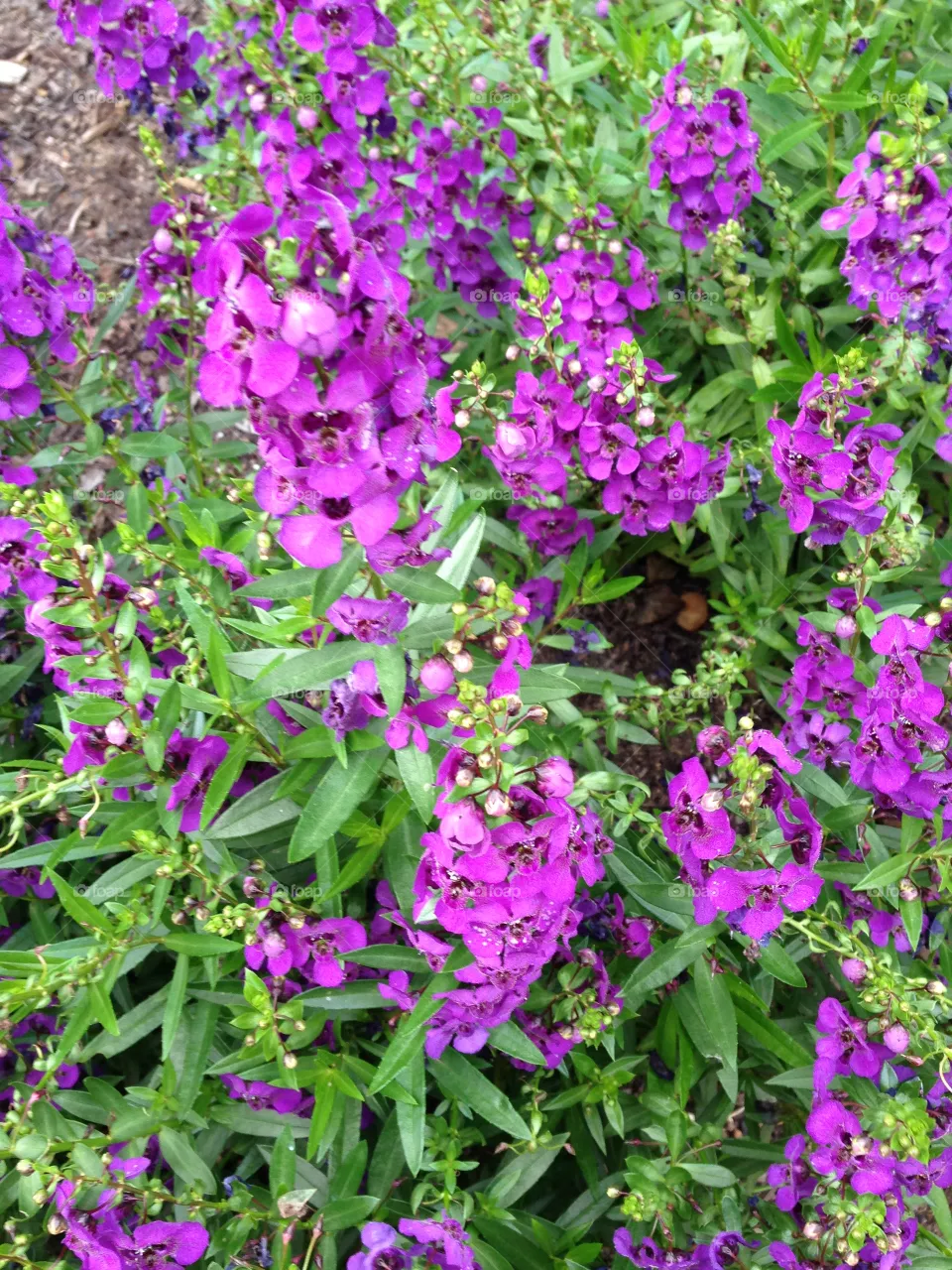 Flower 2