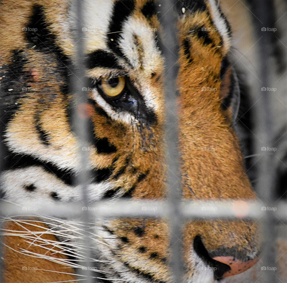 Beautiful Caged Tiger in captivity, traveling with a circus 